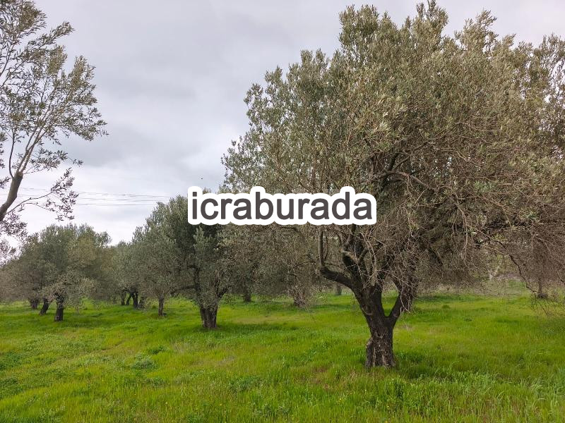 icralık  m2 Tarla Manisa Soma Yirca