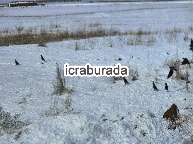 icralık  m2 Tarla Kars Selim Cumhuriyet