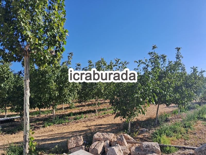 icralık  m2 Tarla Kırşehir Merkez Sevdiğin