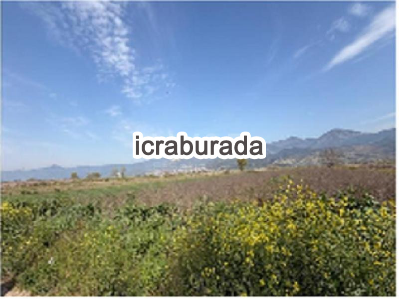 icralık  m2 Tarla Sakarya Pamukova Cihadiye