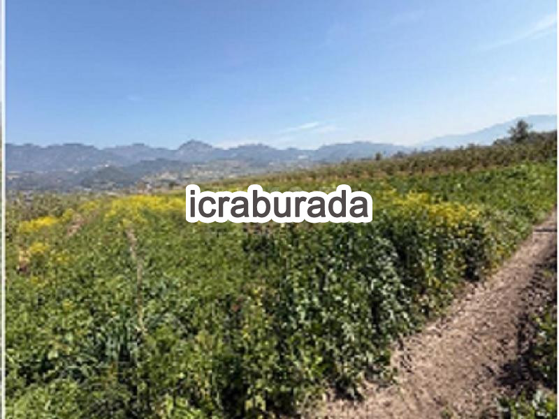 icralık  m2 Tarla Sakarya Pamukova Cihadiye