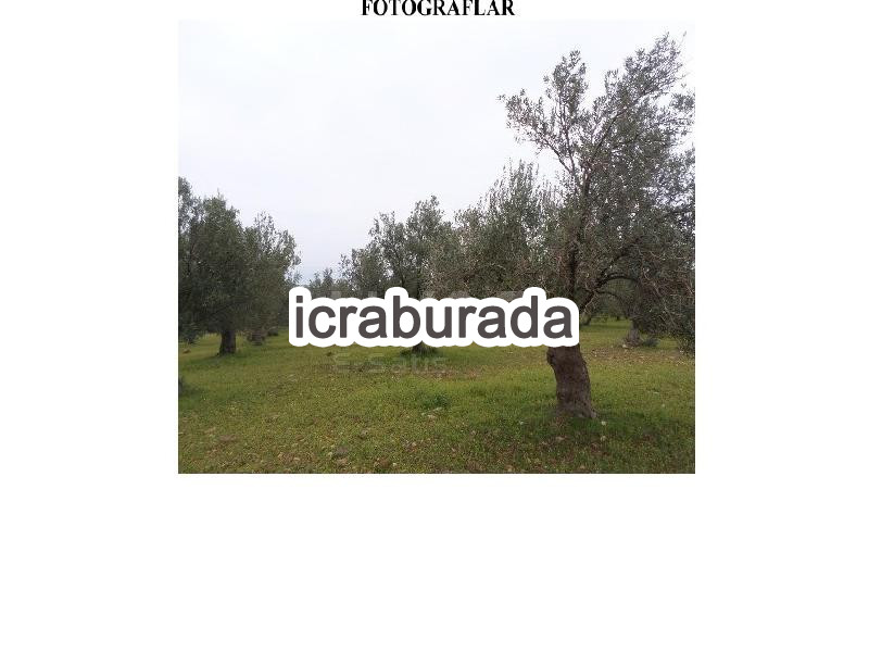 icralık  m2 Tarla Balıkesir Ayvalık Üçkabaağaç