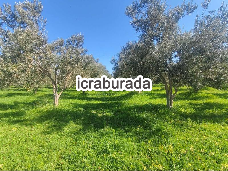 icralık  m2 Tarla Çanakkale Merkez Kumkale