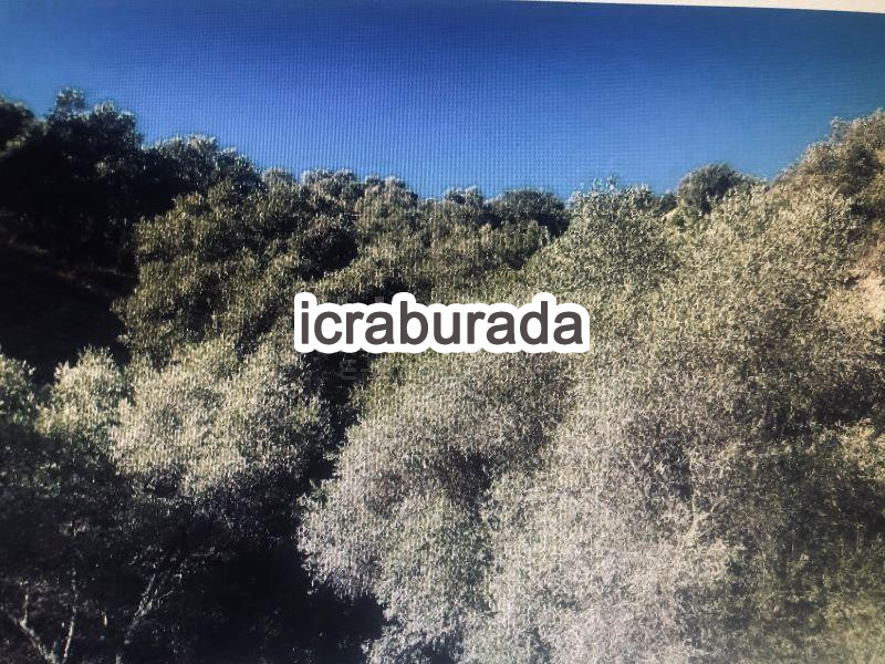 icralık  m2 Tarla Aydın Sultanhisar Atça