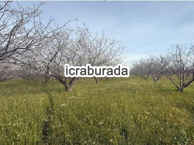 icralık  m2 Tarla İzmir Menemen Maltepe