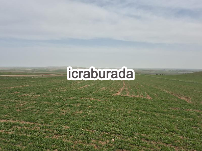 icralık  m2 Tarla Kırşehir Mucur Küçükburunağil