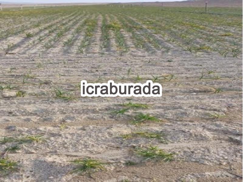 icralık  m2 Tarla Nevşehir Gülşehir Hacilar