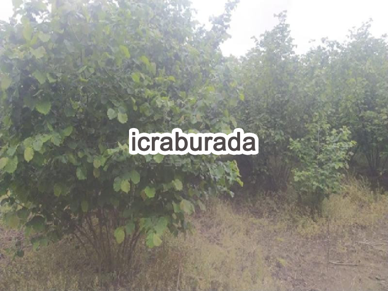 icralık  m2 Tarla Samsun Çarşamba Acikli