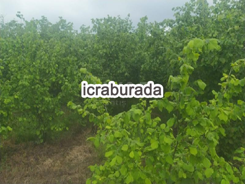 icralık  m2 Tarla Samsun Çarşamba Acikli
