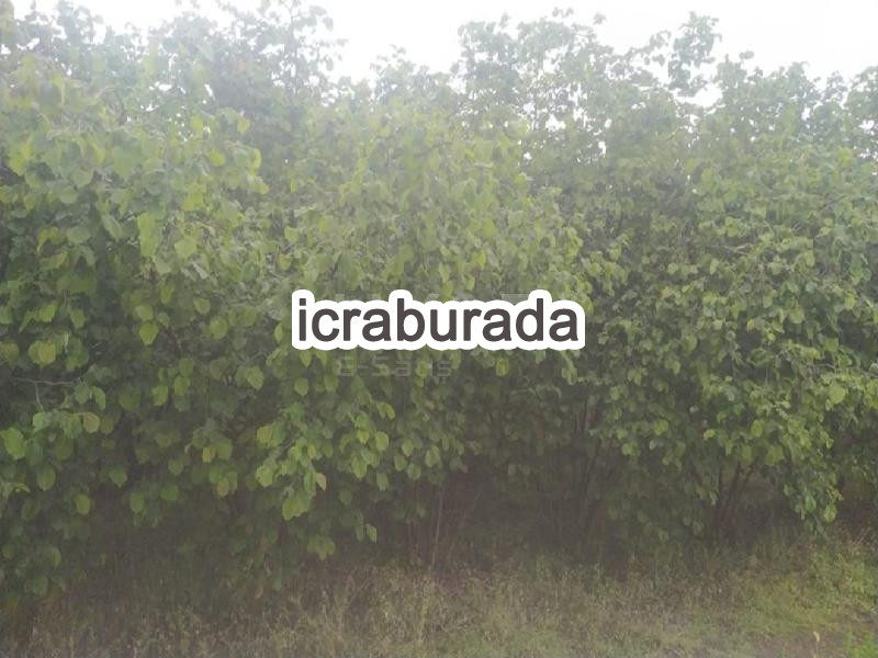 icralık  m2 Tarla Samsun Çarşamba Acikli