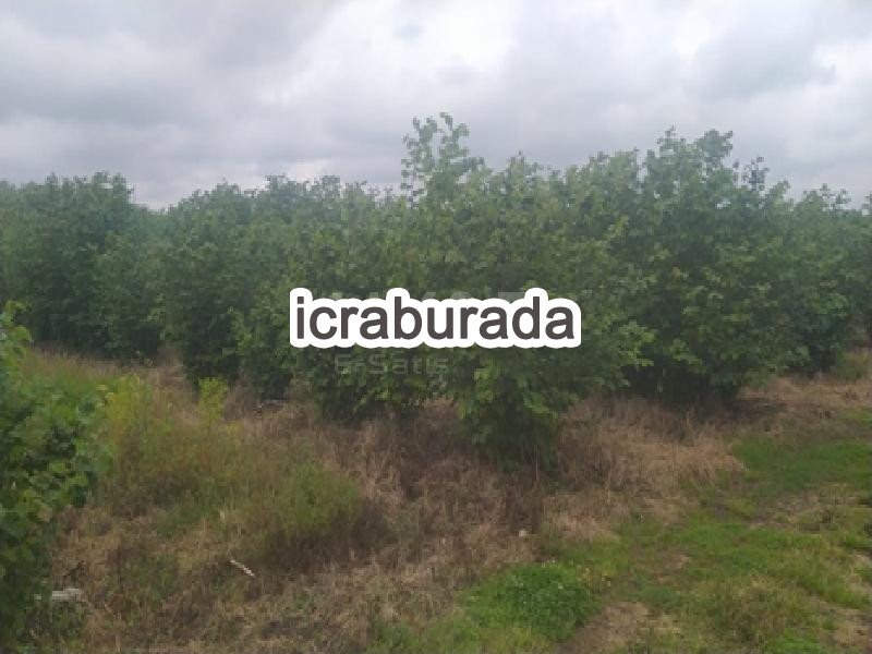 icralık  m2 Tarla Samsun Çarşamba Acikli