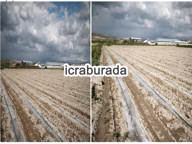 icralık  m2 Tarla Niğde Bor Sirasöğütler