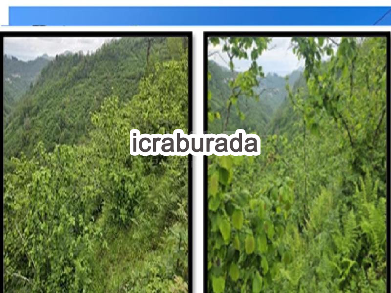 icralık  m2 Diger Ordu Perşembe Çandir