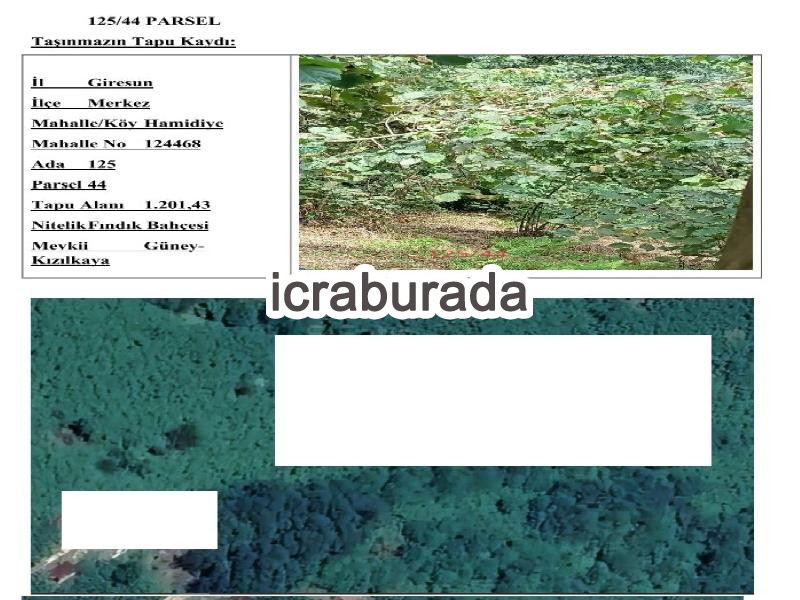 icralık  m2 Tarla Giresun Merkez Hamidiye