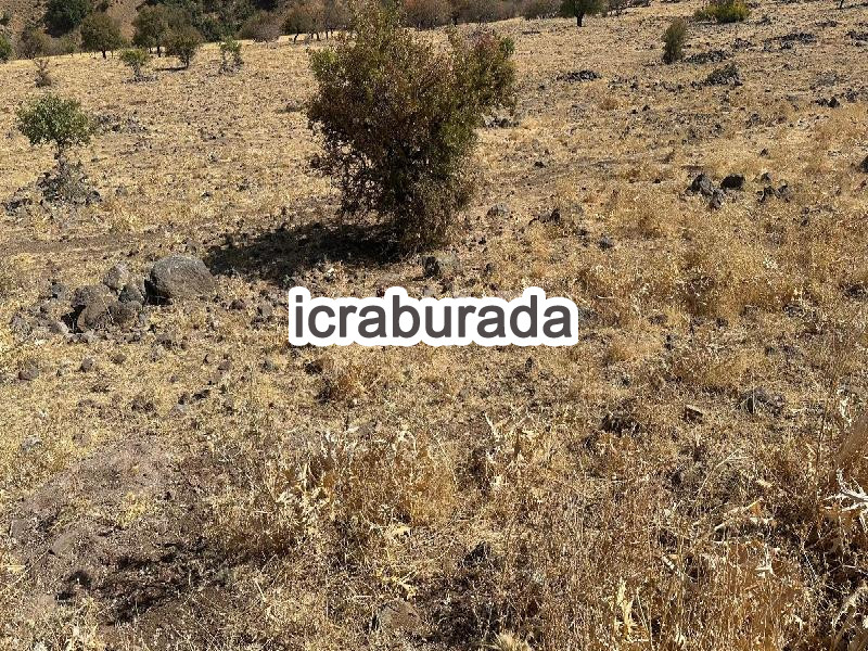 icralık  m2 Tarla Elazığ Merkez Zalini