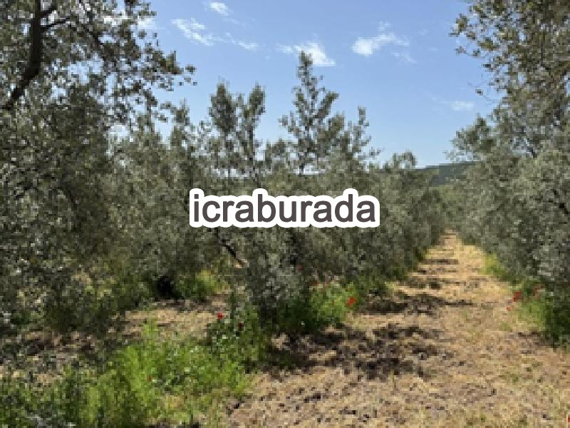 icralık  m2 Tarla Bursa Mudanya Küçükyenice