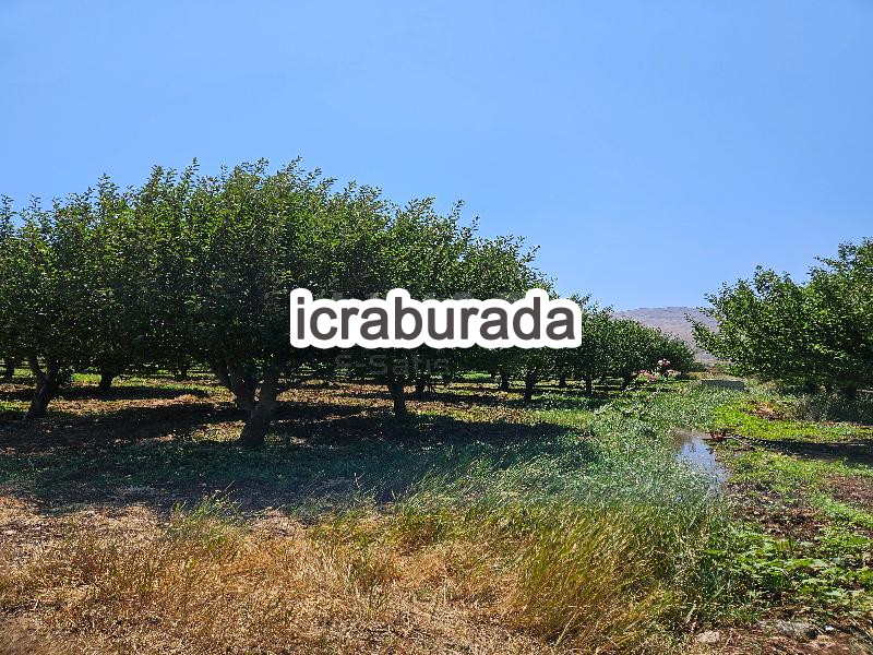 icralık  m2 Tarla Malatya Doğanşehir Gedikağzi