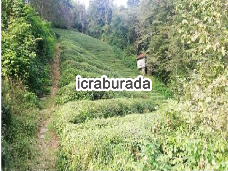 icralık  m2 Diger Trabzon Hayrat Balaban/merkez