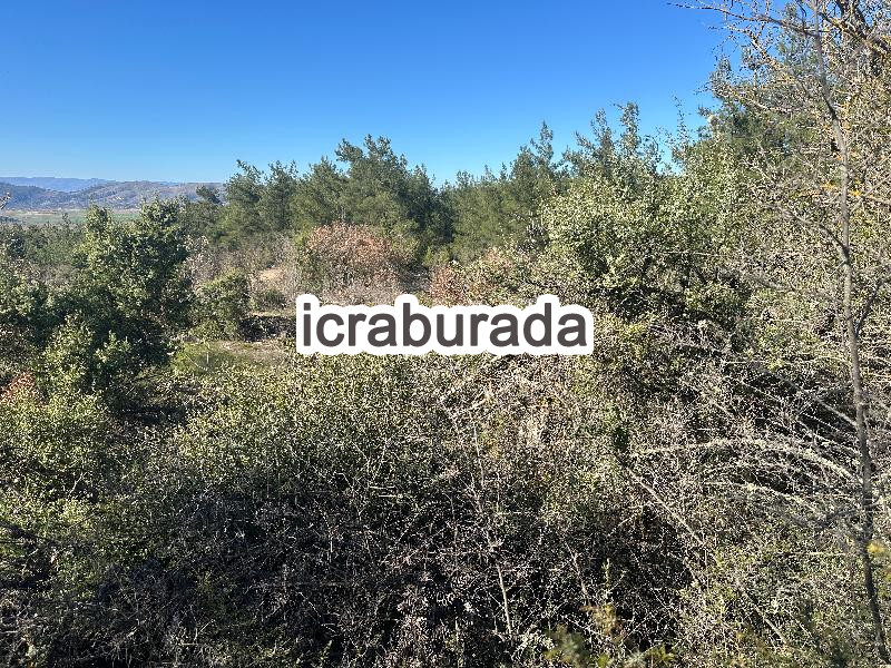 icralık  m2 Tarla Bilecik Gölpazarı Karaağaç