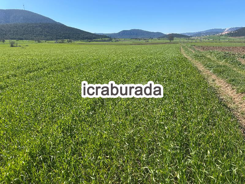 icralık  m2 Tarla Bilecik Gölpazarı Karaağaç