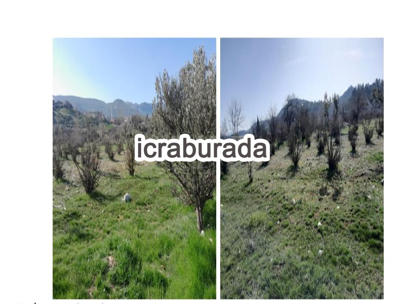 icralık  m2 Tarla Mersin Mut Kirkkavak