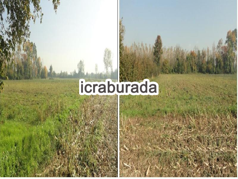 icralık  m2 Tarla Düzce Merkez Çalicuma