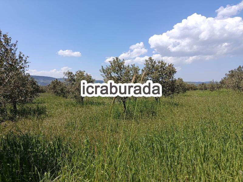 icralık  m2 Tarla Manisa Kırkağaç Kinik