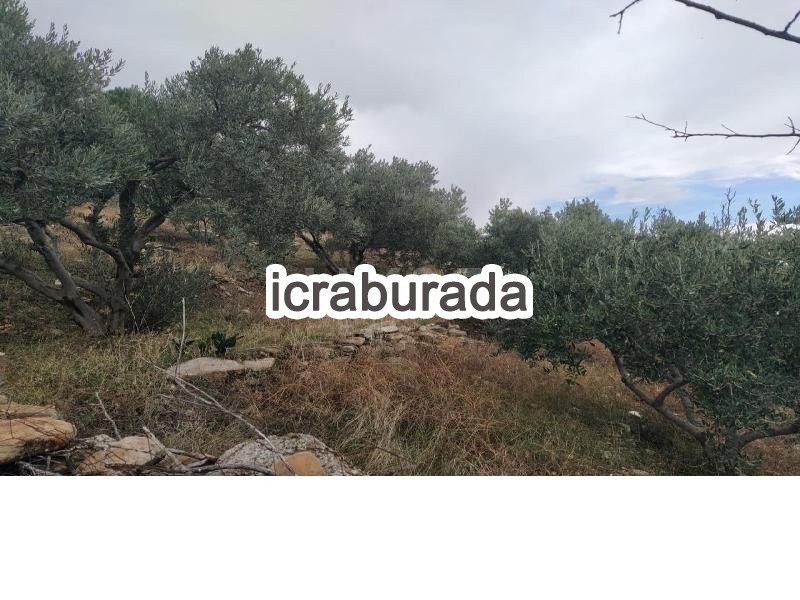 icralık  m2 Tarla Aydın Söke Güllübahçe