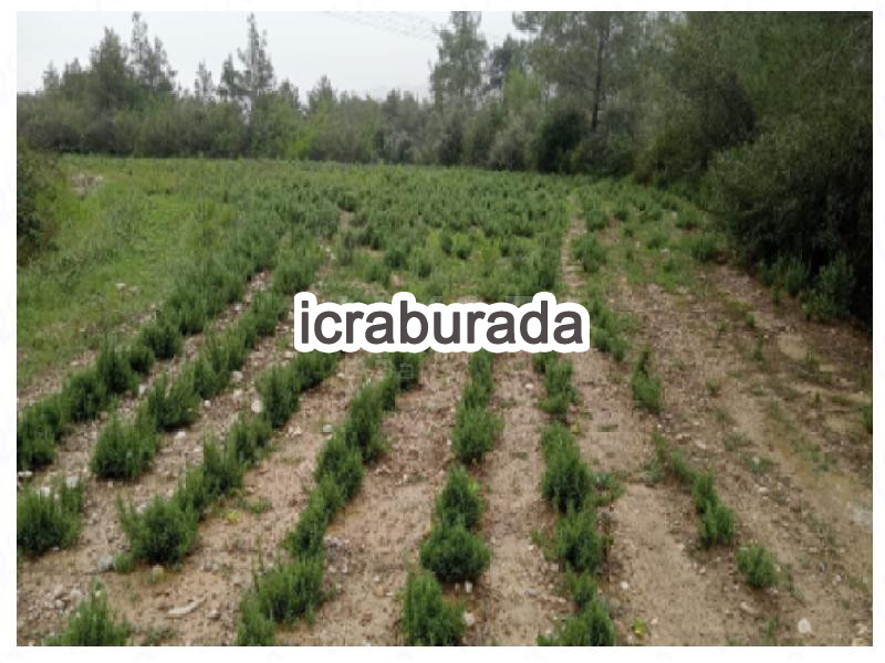 icralık  m2 Tarla Antalya Serik Akbaş