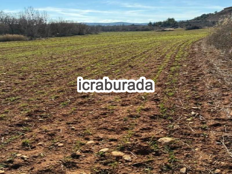 icralık  m2 Tarla Denizli Çal Hüseyinler