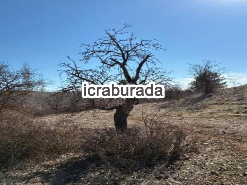 icralık  m2 Tarla Denizli Çal Hüseyinler