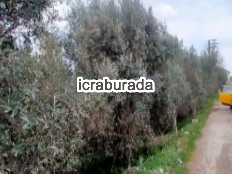 icralık  m2 Tarla Balıkesir Gönen Tirnova