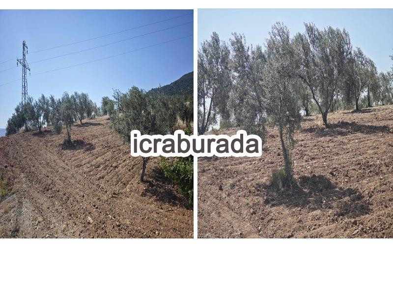 icralık  m2 Tarla Kilis Musabeyli Fericek