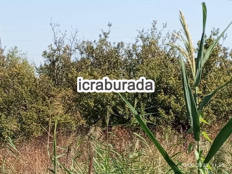 icralık  m2 Tarla Manisa Şehzadeler Yeni Harmandali