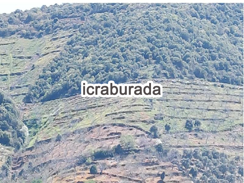 icralık  m2 Tarla İzmir Tire Musalar