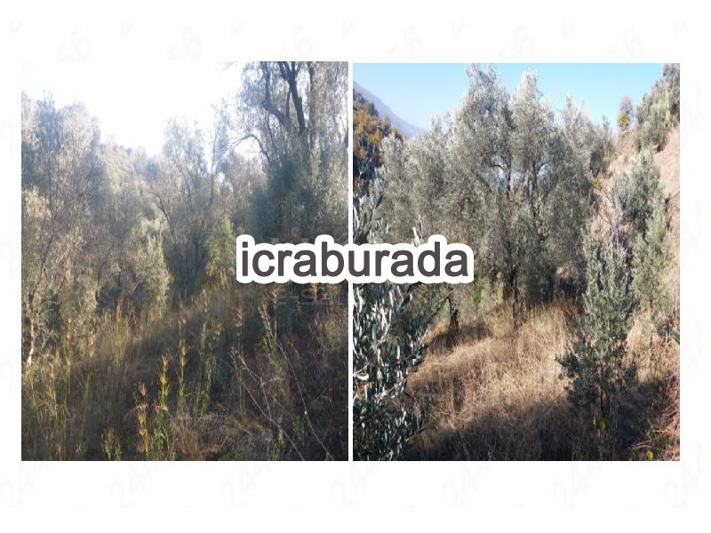 icralık  m2 Tarla İzmir Beydağ Çomaklar