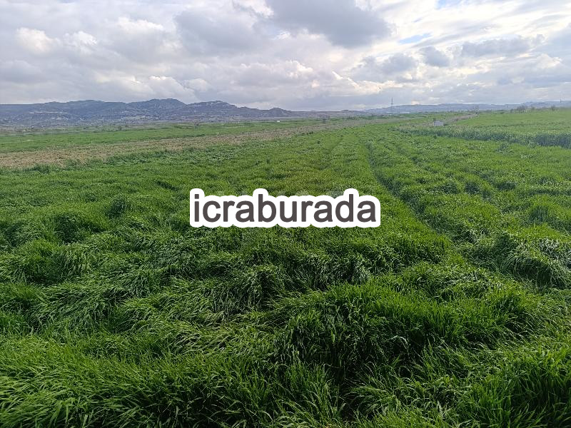 icralık  m2 Tarla Nevşehir Ürgüp Sofular