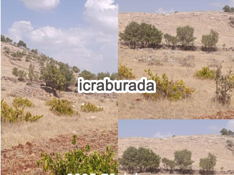 icralık  m2 Bag Mardin Midyat Dolunay