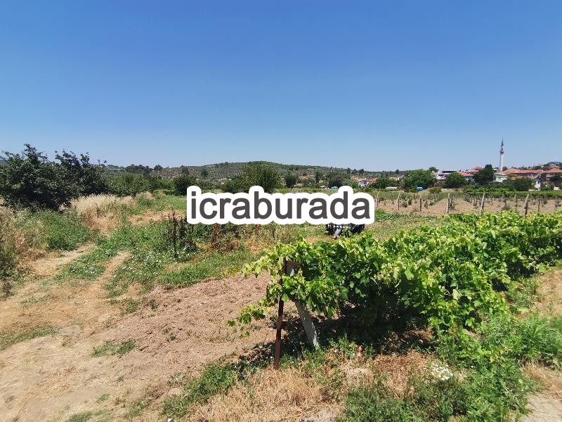 icralık  m2 Tarla Aydın Kuşadası Çinar
