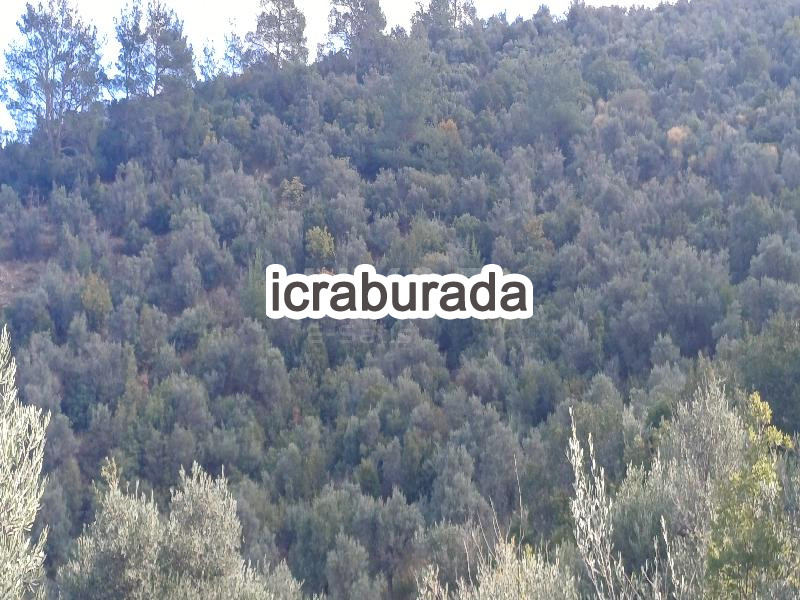 icralık  m2 Tarla İzmir Bayındır Kizilcaova