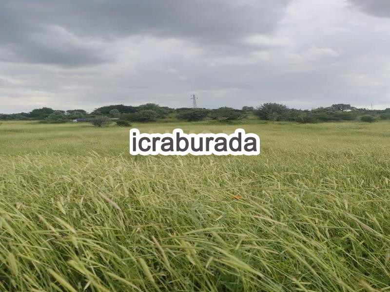 icralık  m2 Tarla Çankırı Atkaracalar Ilipinar