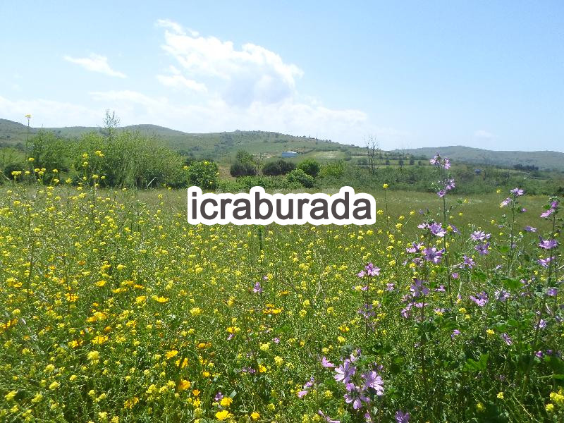 icralık  m2 Tarla Balıkesir Erdek Paşalimani