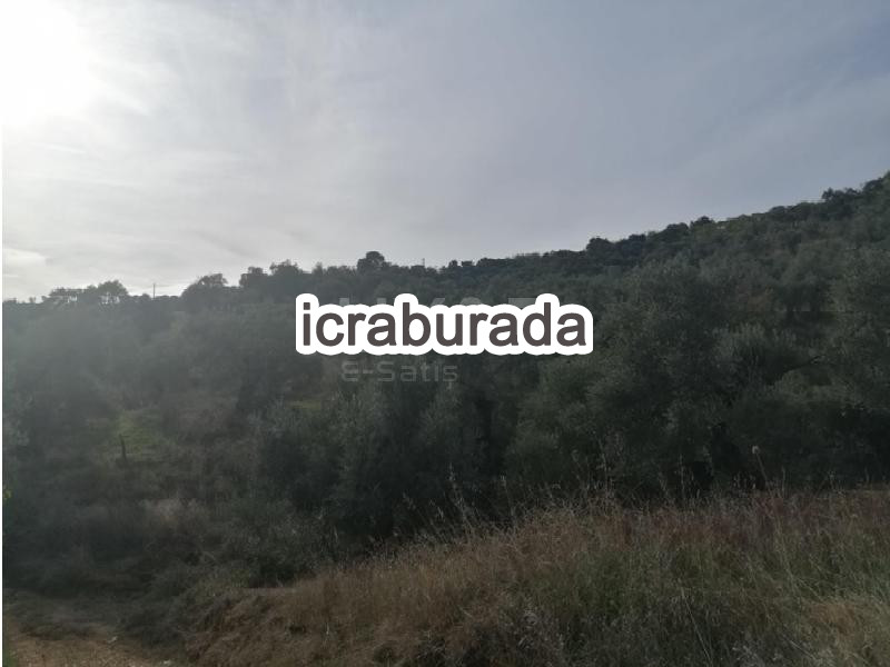 icralık  m2 Tarla Aydın Sultanhisar Kilavuzlar