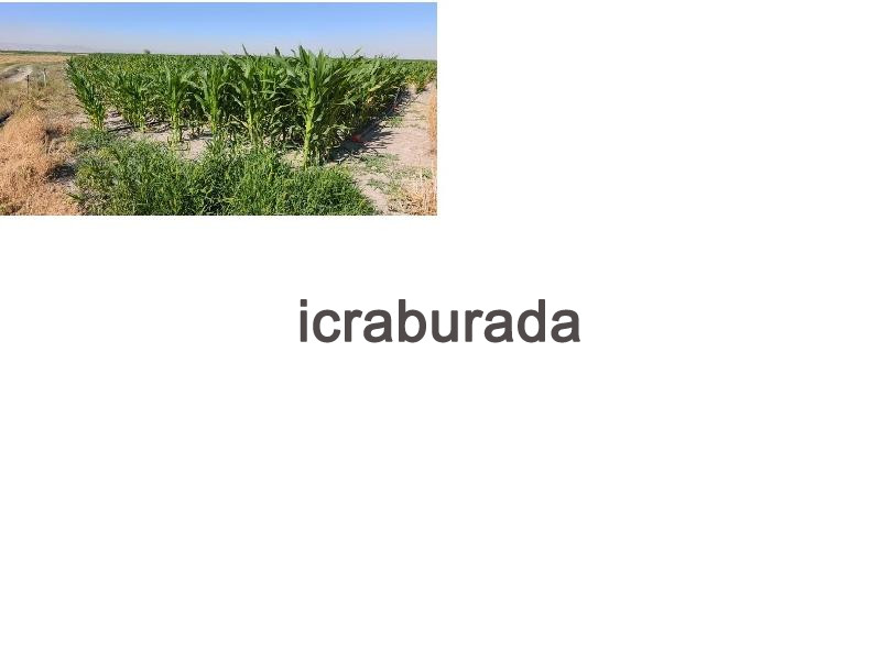 icralık  m2 Tarla Konya Ereğli Servili