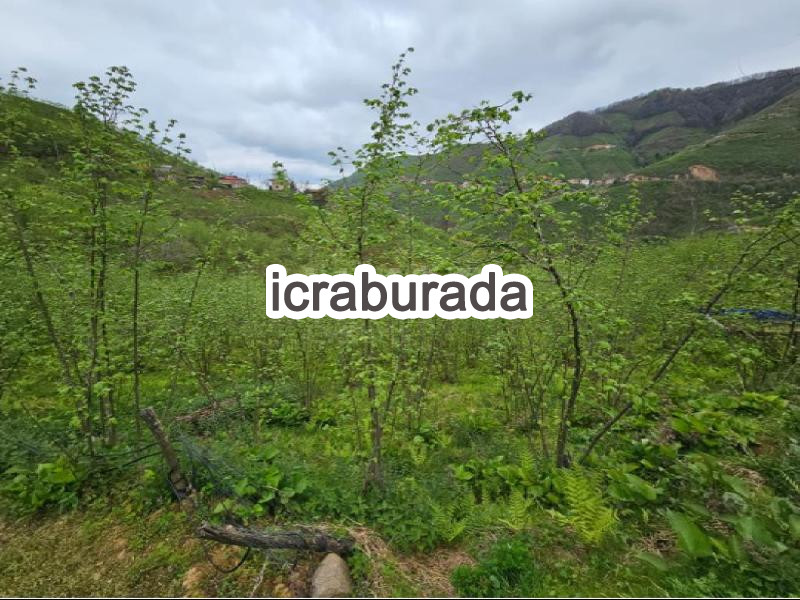 icralık  m2 Diger Ordu Altınordu Alinca