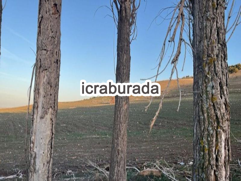 icralık  m2 Tarla Yozgat Sorgun Yazlak