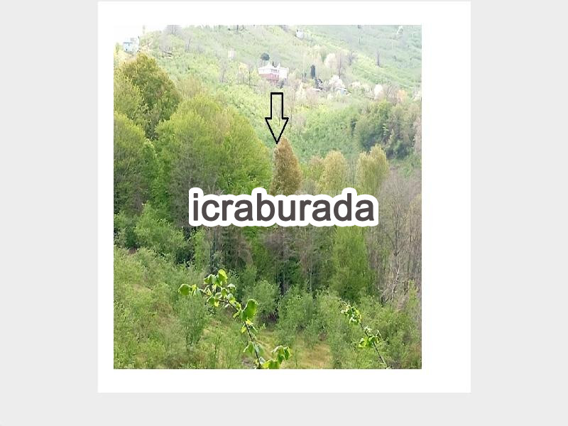 icralık  m2 Tarla Sakarya Kocaali Açmabaşi