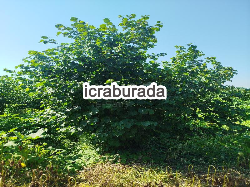 icralık  m2 Tarla Sakarya Hendek Uzunçarşi