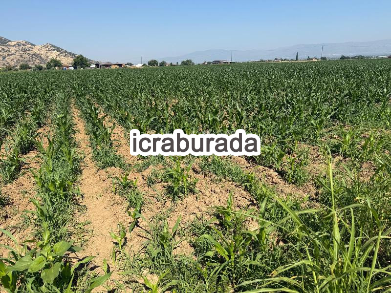 icralık  m2 Tarla İzmir Ödemiş Adagüme