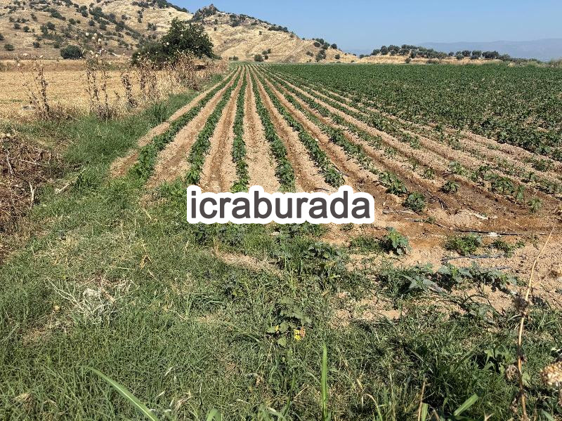 icralık  m2 Tarla İzmir Ödemiş Bozcayaka